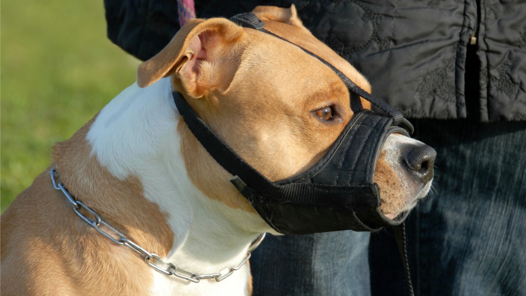 Muzzle for staffordshire bull cheap terrier